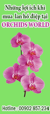 những lợi ích khi mua lan Hồ Điệp tại Orchids World