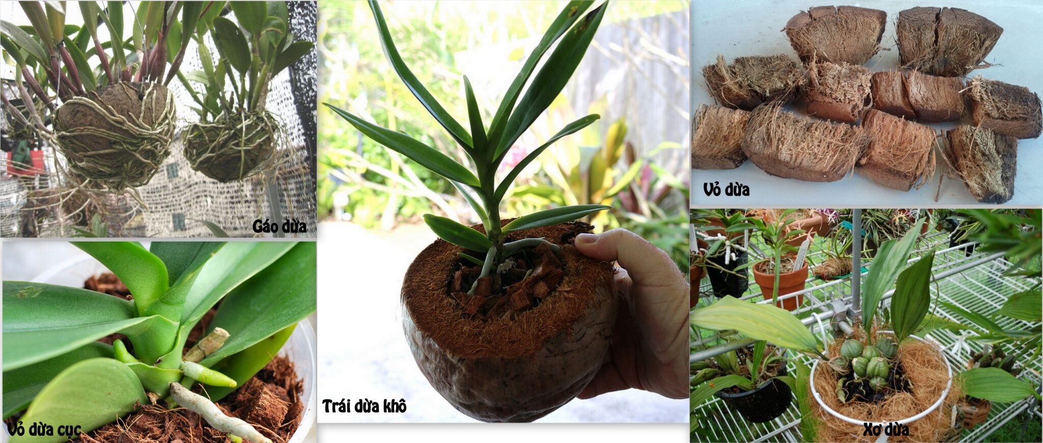 Chất trồng lan hồ điệp