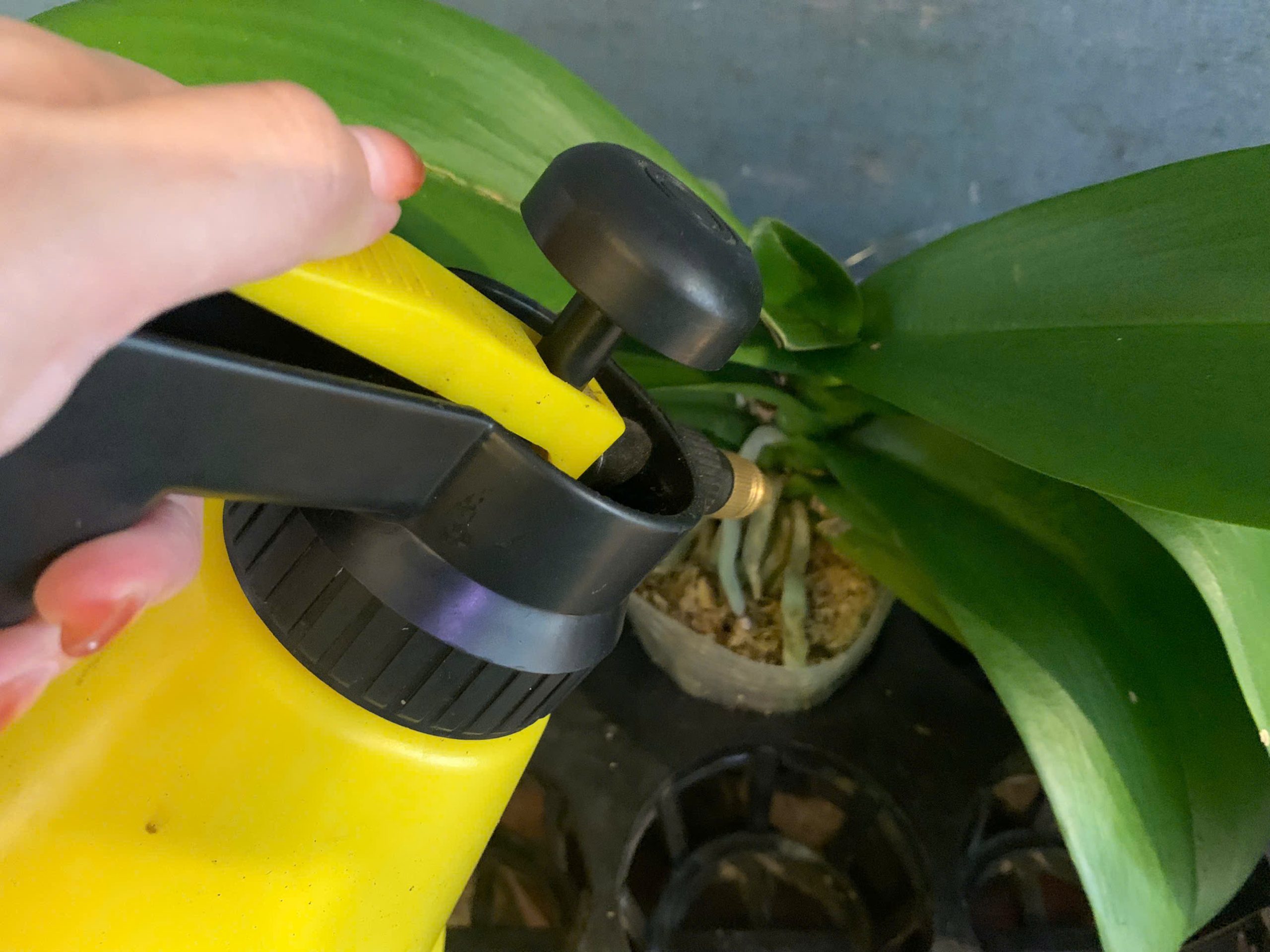 tưới nước lan hồ điệp