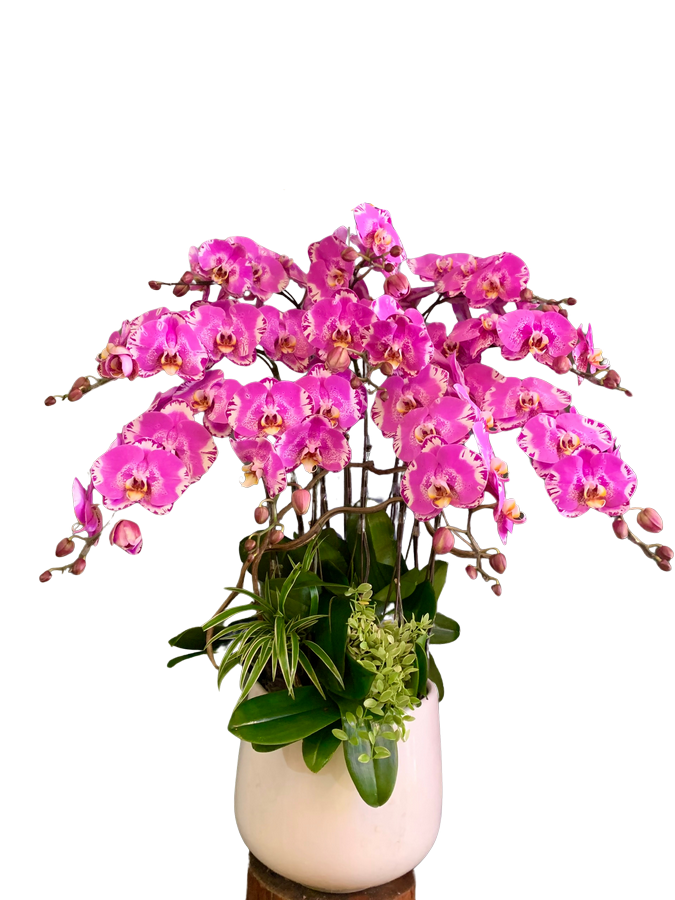 Nhà cung cấp Lan Hồ Điệp giá rẻ Orchids Worlds