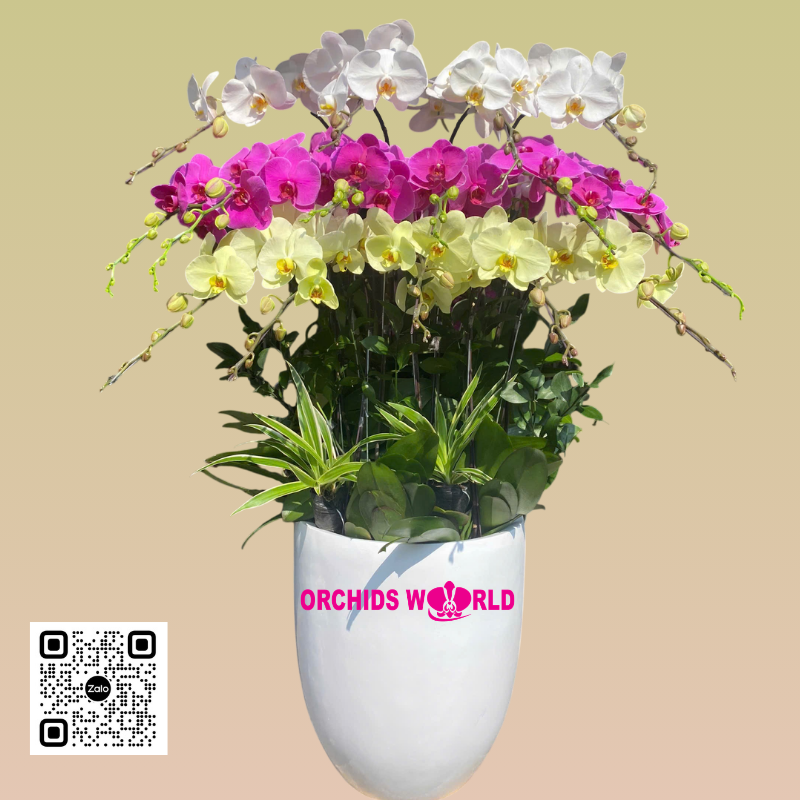 chậu lan hồ điệp 15 cành vàng tím trắng