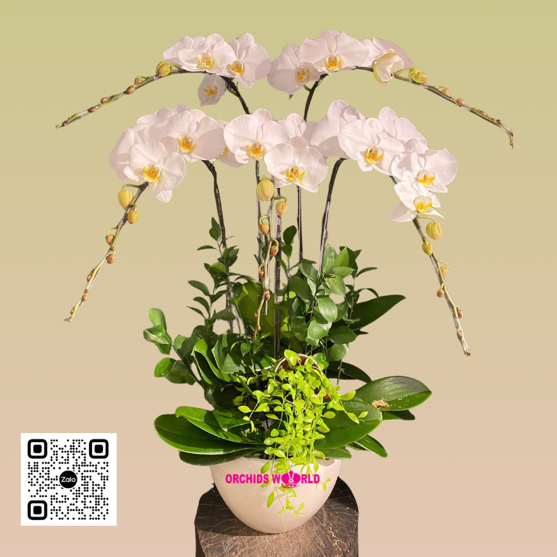 chậu lan hồ điệp 5 cành trắng lưỡi vàng
