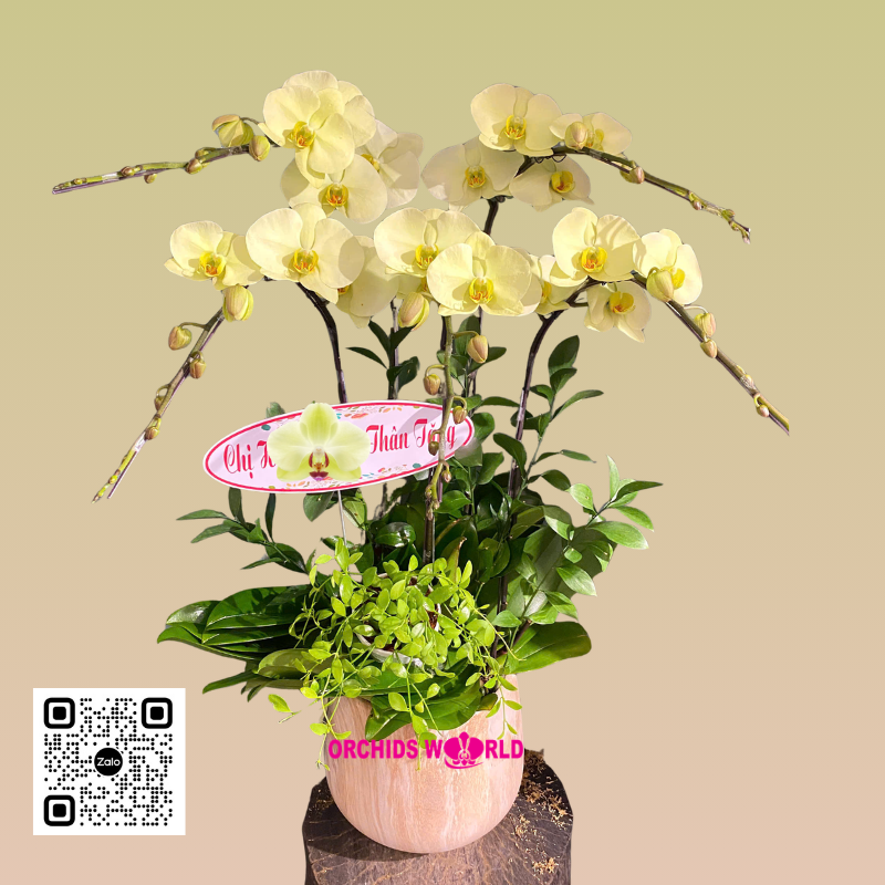 chậu lan hồ điệp 5 cành xanh bơ