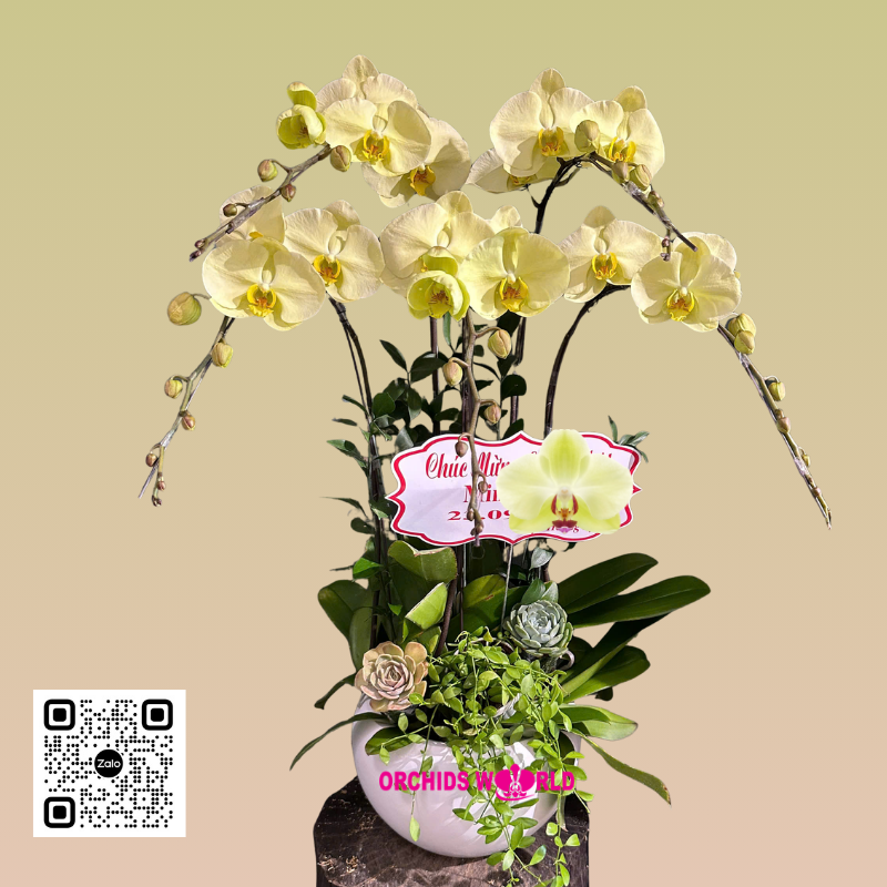 chậu lan hồ điệp 5 cành xanh táo