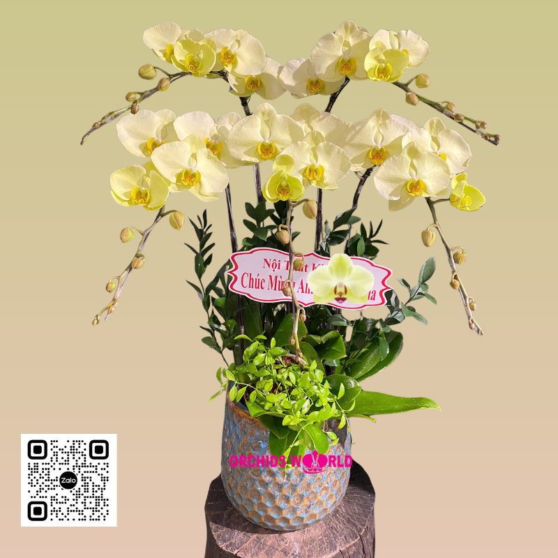 chậu lan hồ điệp 5 cành xanh táo size trung