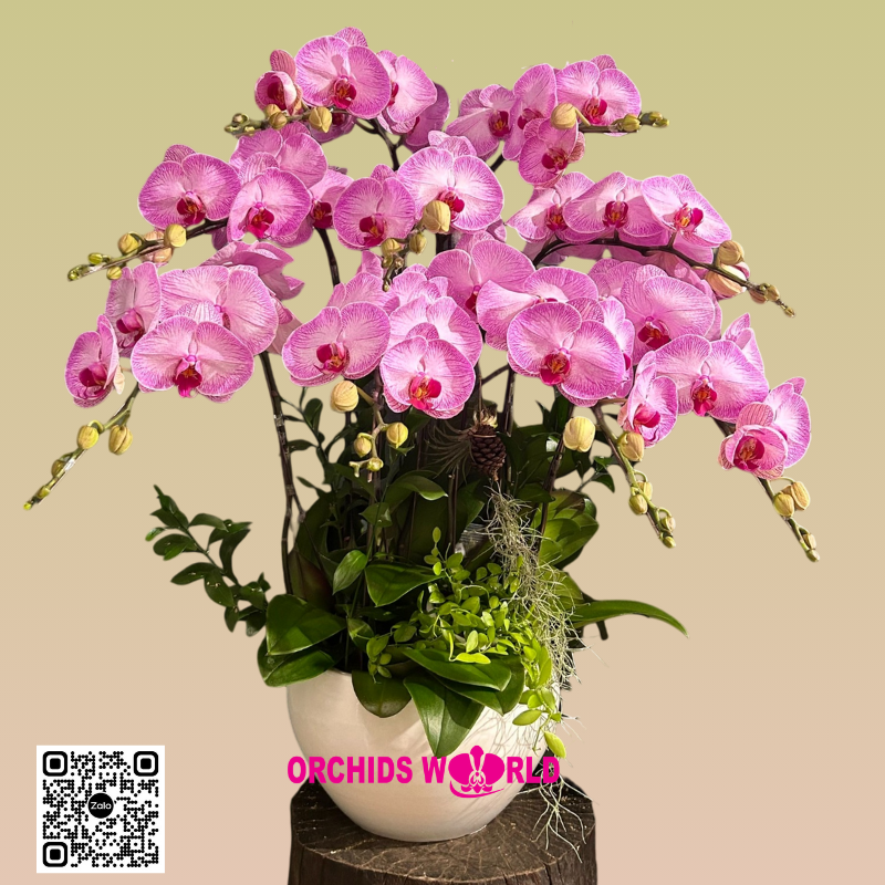 chậu lan hồ điệp 9 cành hồng