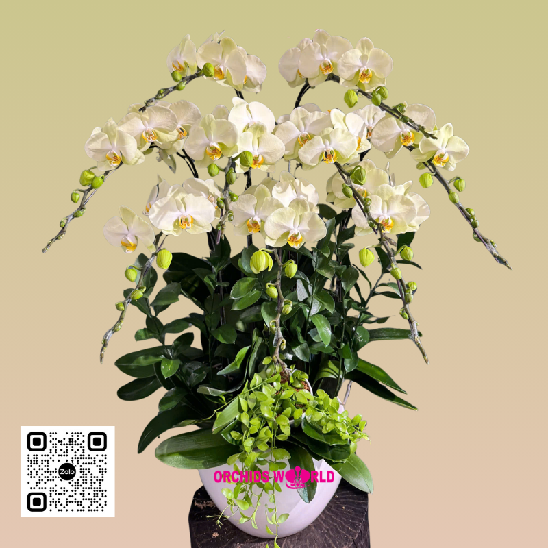 chậu lan hồ điệp 9 cành xanh táo