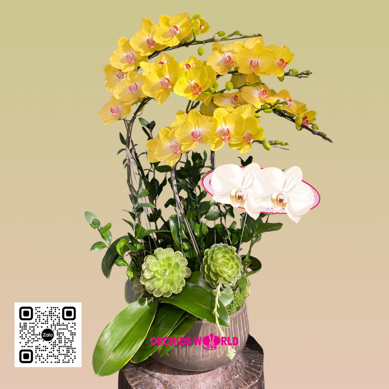 chậu lan hồ điệp vàng 5 cành lưỡi đỏ