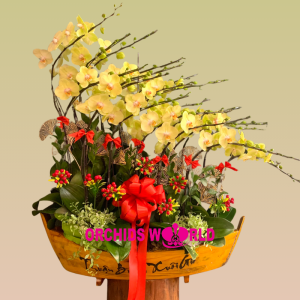 Lan Hồ Điệp 20 cành vàng bơ