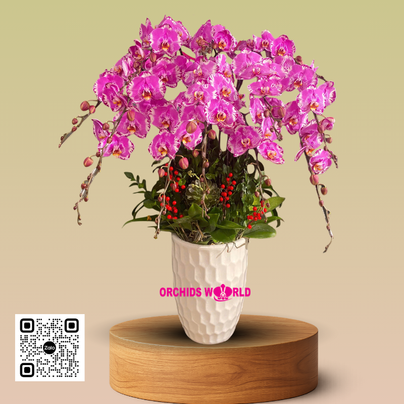 lan hồ điệp đột biến 12 cành tím