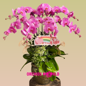 lan hồ điệp 7 cành hồng