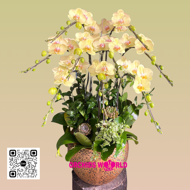 lan hồ điệp đột biến 9 càh vàng bơ