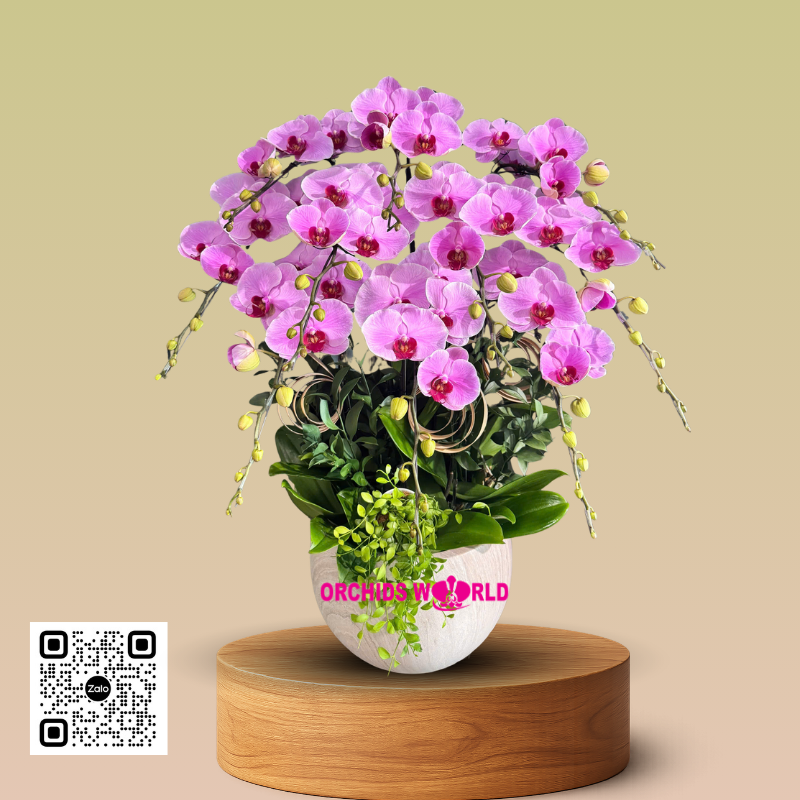 lan hồ điệp đột biến hồng hoa na