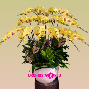 lan hồ điệp tết 15 cành vàng