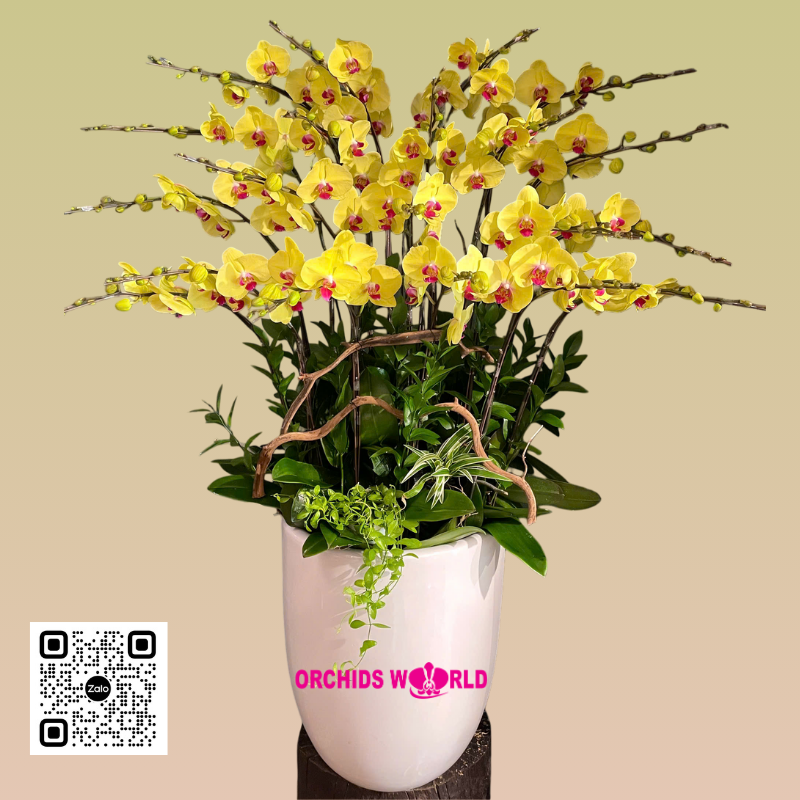 lan hồ điệp tết 20 cành vàng