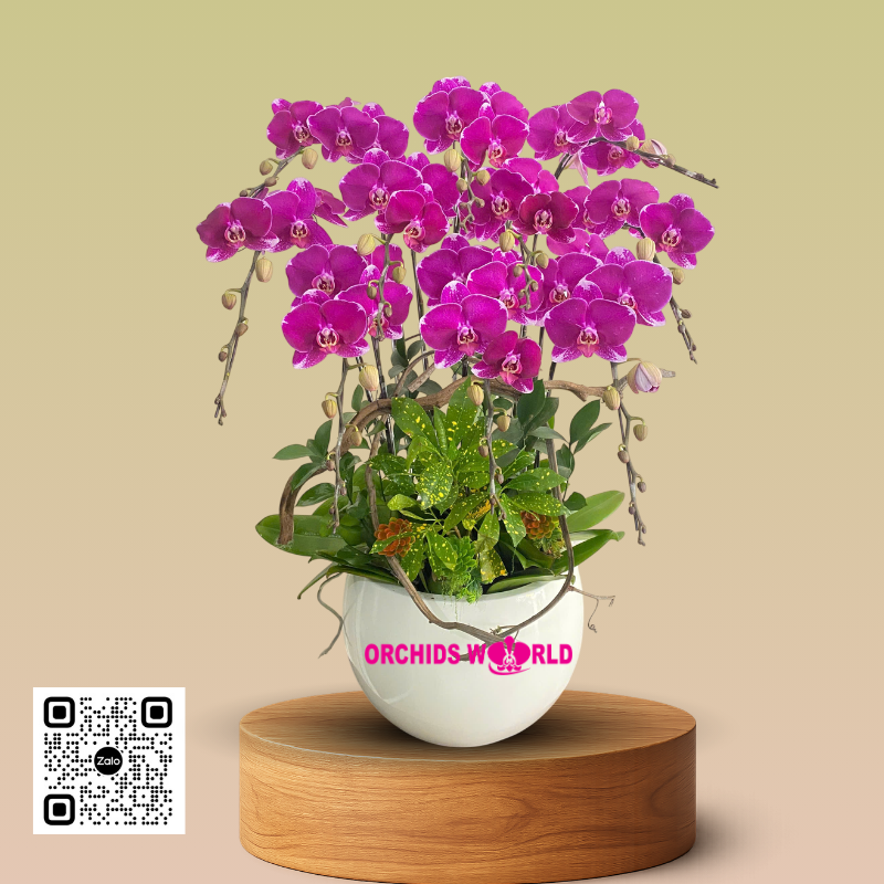 chậu lan hồ điệp tím 10 cành size lớn