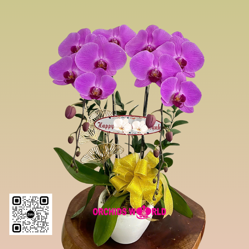 lan-ho-diep-tim-2-canh-1