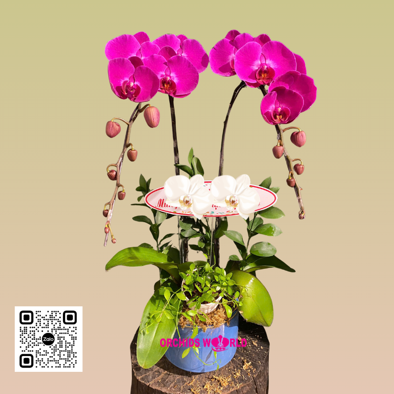 lan-ho-diep-tim-2-canh-57 lan hồ điệp tím 2 cành