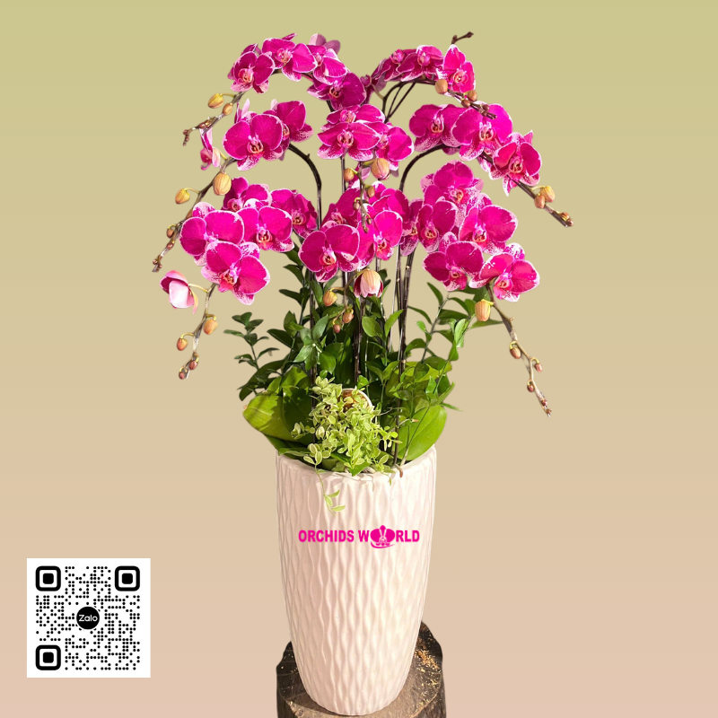 chậu lan hồ điệp tím 8 cành