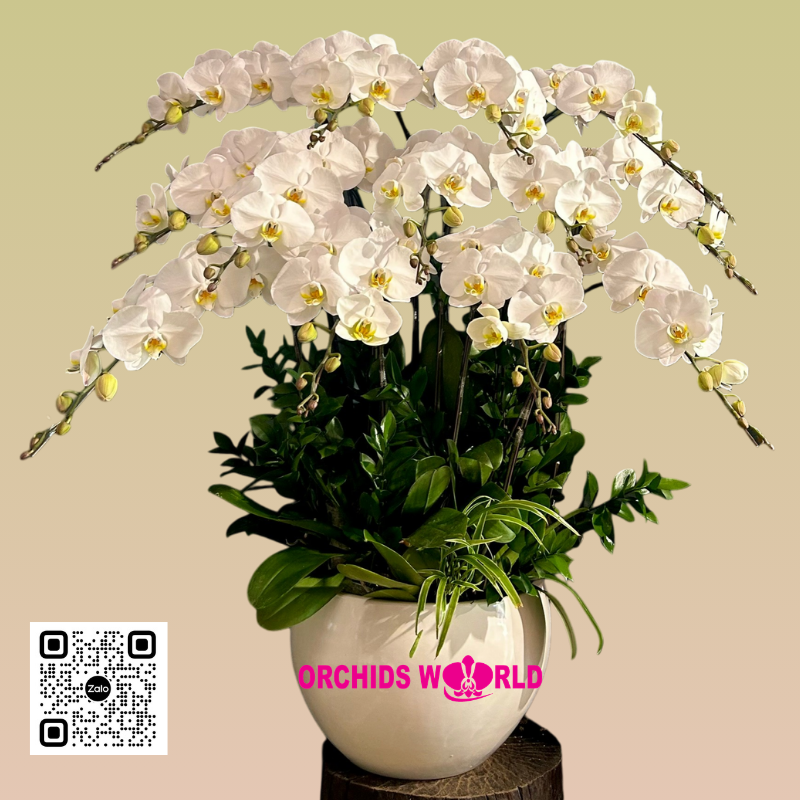 lan hồ điệp trắng 12 cành