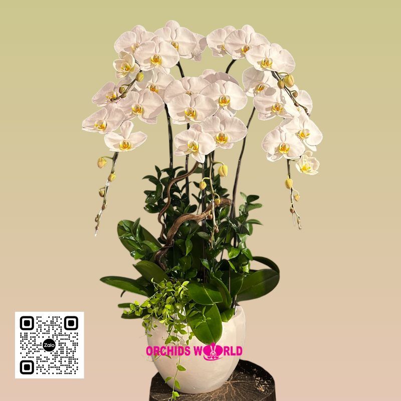 lan hồ điệp trắng 5 cành lưỡi vàng