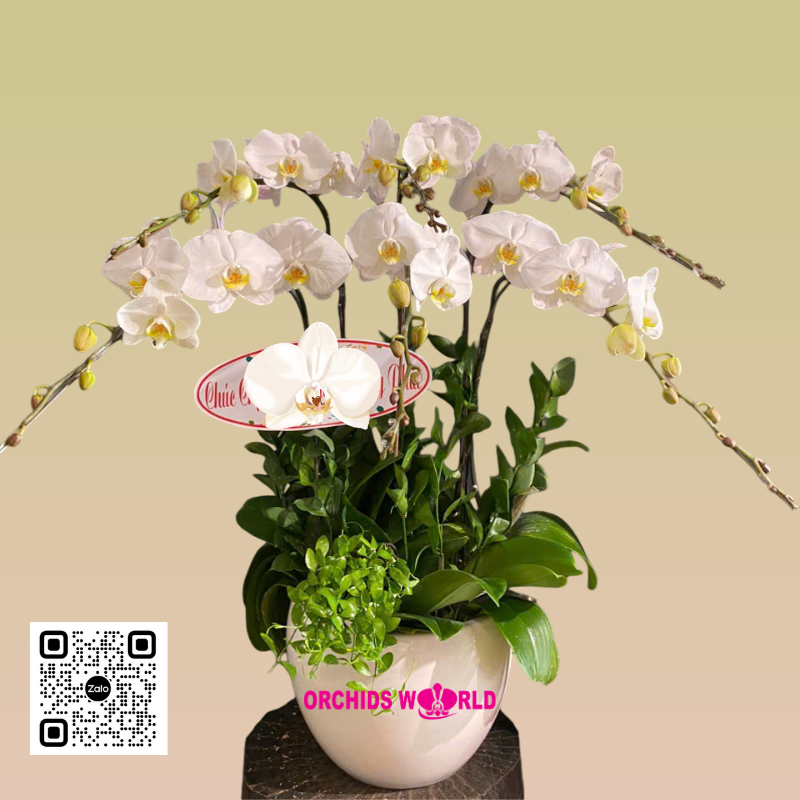 lan hồ điệp trắng 6 cành 2 tầng