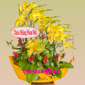 Lan Hồ Điệp vàng 16 cành
