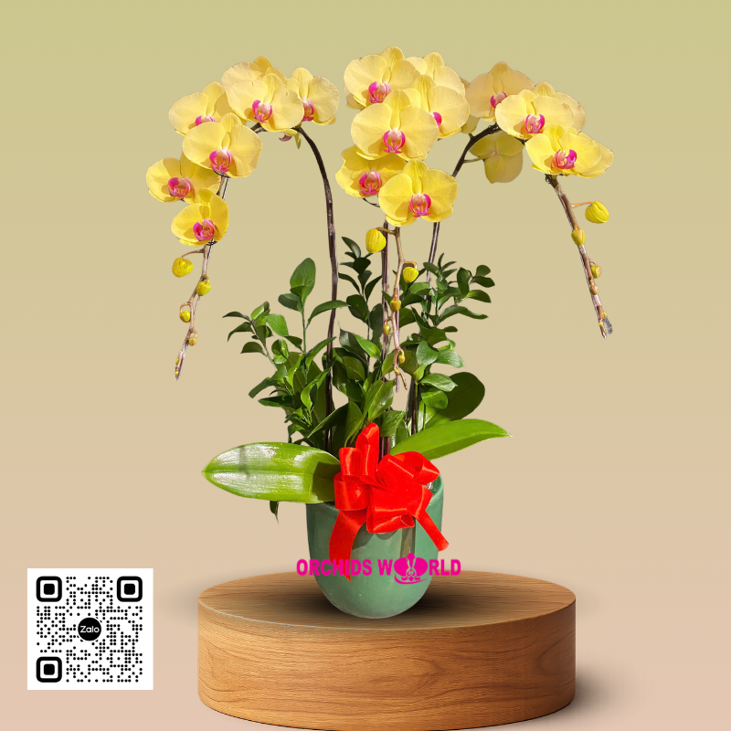 lan hồ điệp vàng 3 cành cao