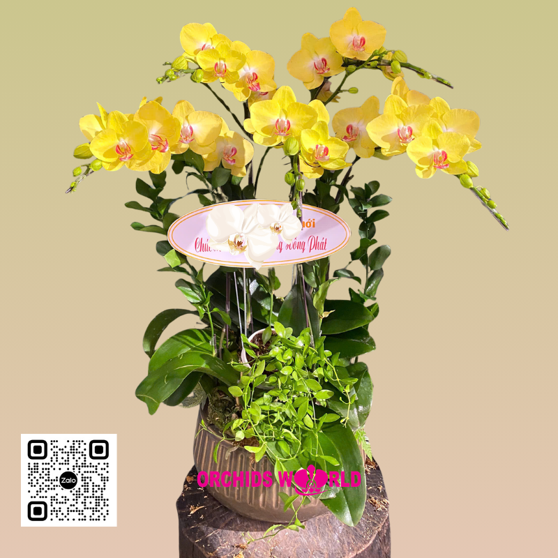 lan hồ điệp vàng 5 cành