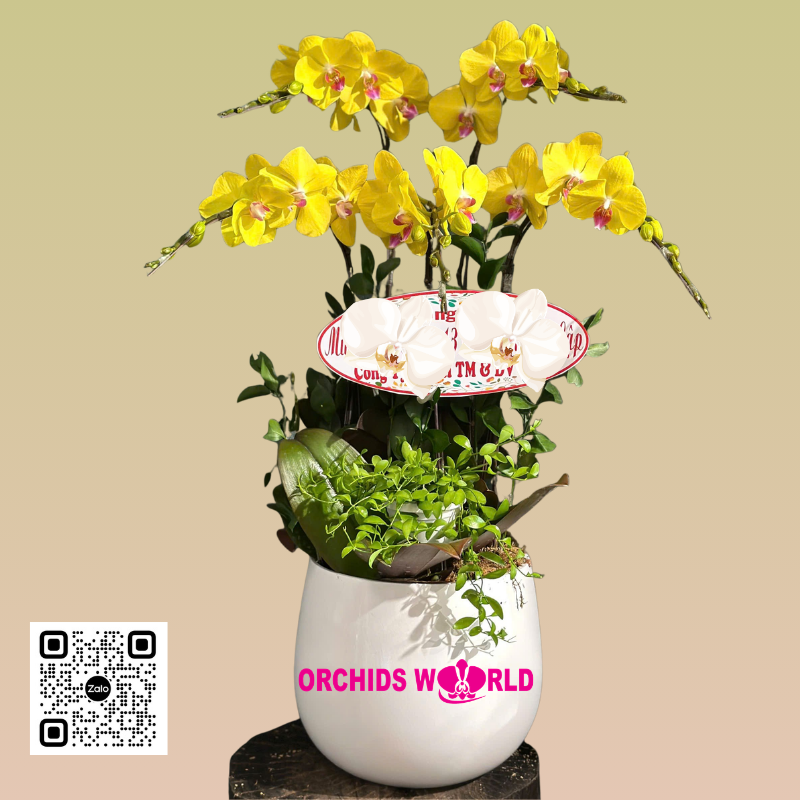 lan hồ điệp vàng 5 cành lưỡi đỏ