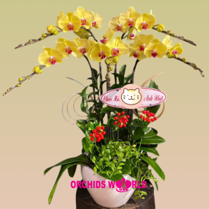 lan hồ điệp vàng 5 cành