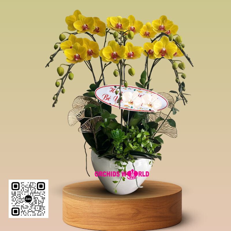 lan hồ điệp vàng 6 cành