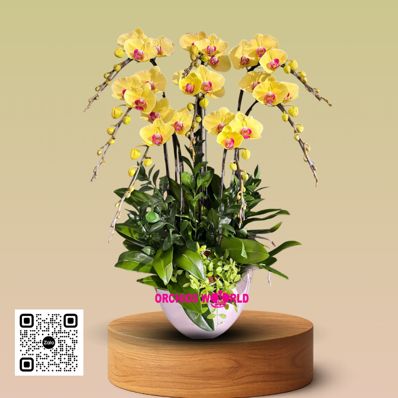 lan hồ điệp vàng 8 cành