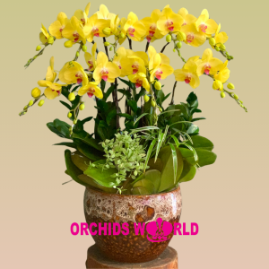 Lan Hồ Điệp Vàng 9 Cành