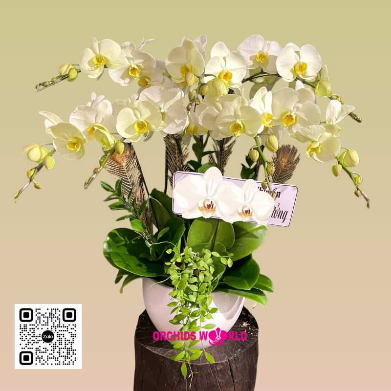 lan hồ điệp vàng nhạt 7 cành