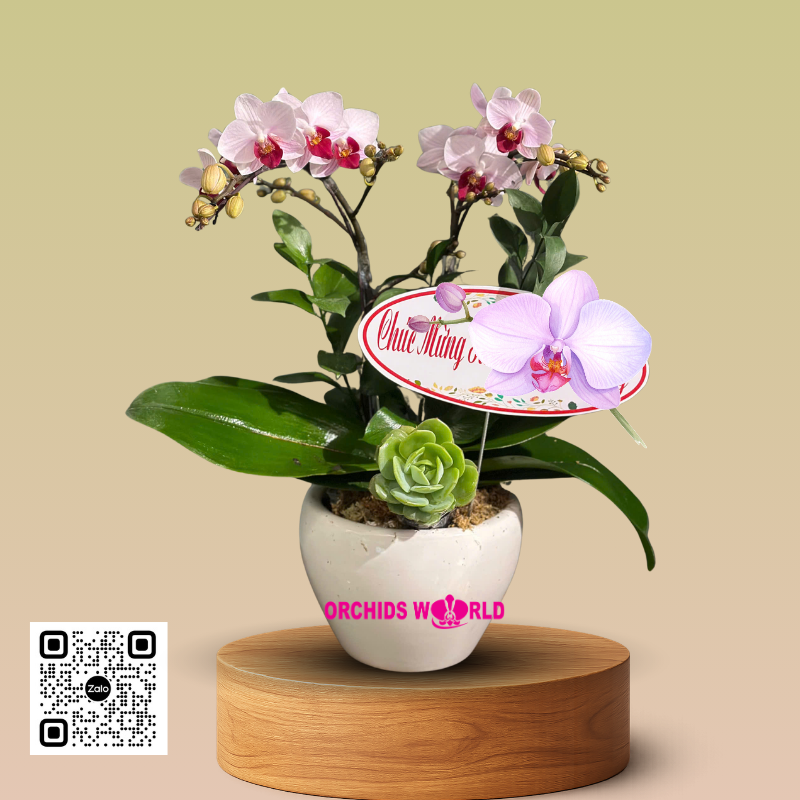 lan tiểu hồ điệp 2 cành trắng
