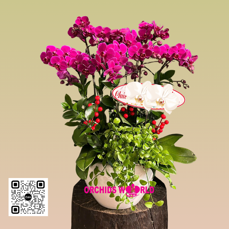 lan tiểu hồ điệp 5 cành tím