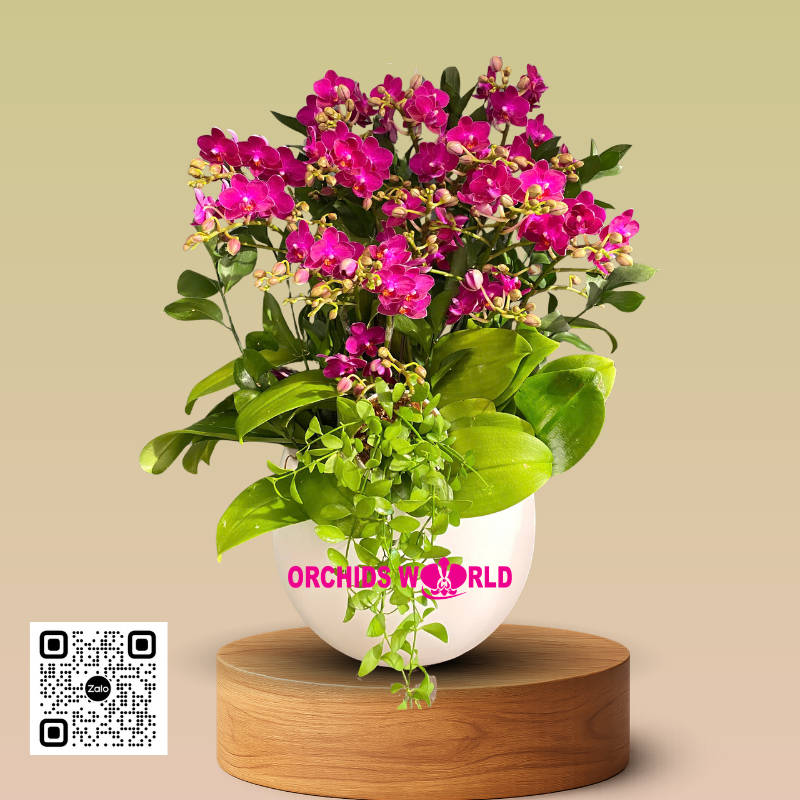 lan tiểu hồ điệp 7 cành tím