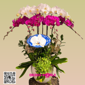 Lan hồ điệp tết