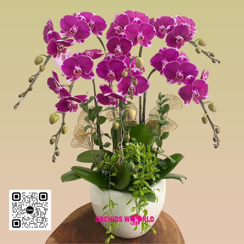 lan-ho-diep-tim-6-canh-1 lan hồ điệp tím 6 cành