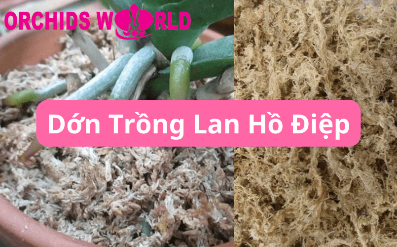 dớn trồng lan hồ điệp