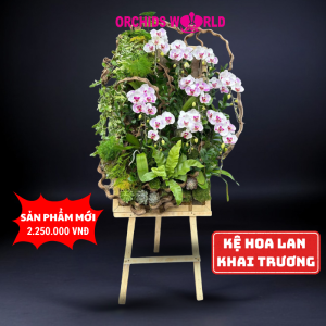 kệ hồ điệp kỷ niệm ngày cưới