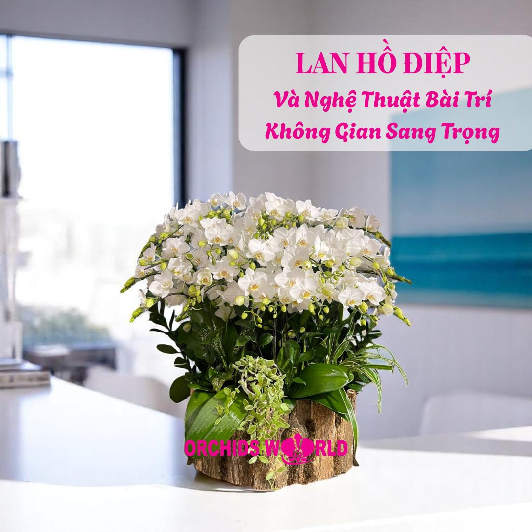 hoa lan để bàn màu trắng, thích hợp trưng ở quầy lễ tân