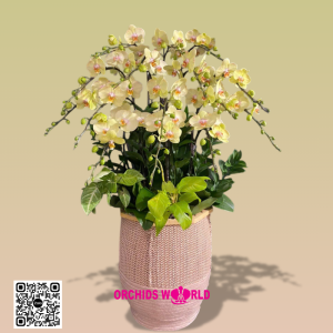 chậu lan hồ điệp 15 cành xanh bơ