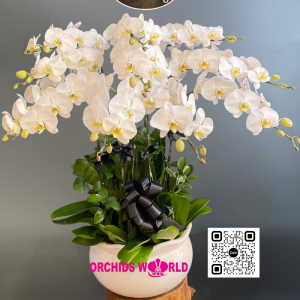 chậu lan hồ điệp viếng 10 cành trắng