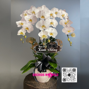 chậu lan hồ điệp viếng 3 cành trắng
