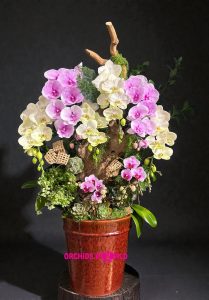 lan hồ điệp tặng giáng sinh