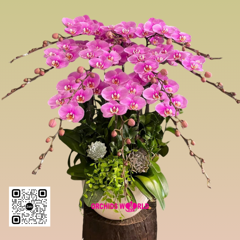 chậu lan hồ điệp 10 cành hồng anna