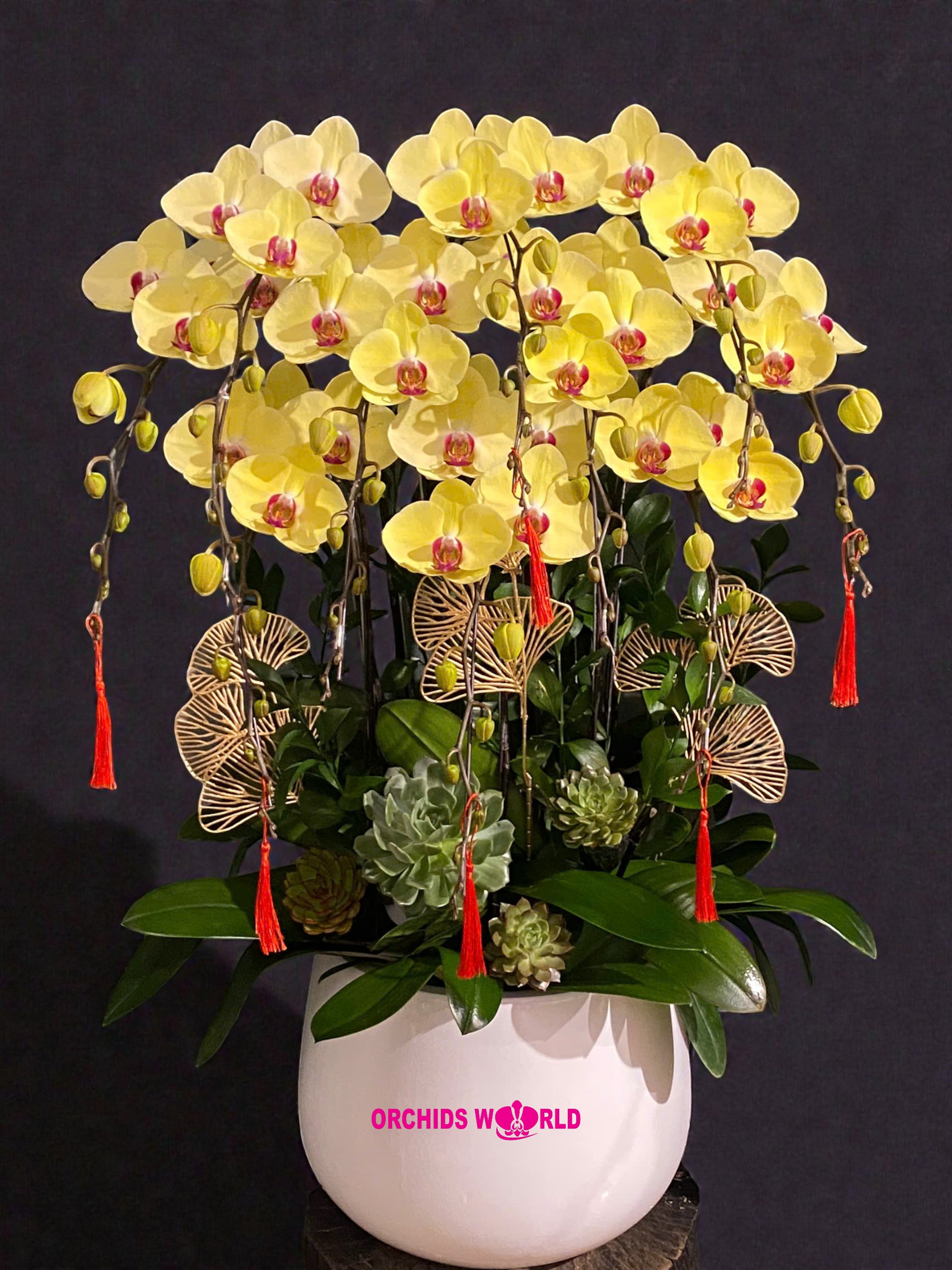 lan hồ điệp tết 10 cành vàng