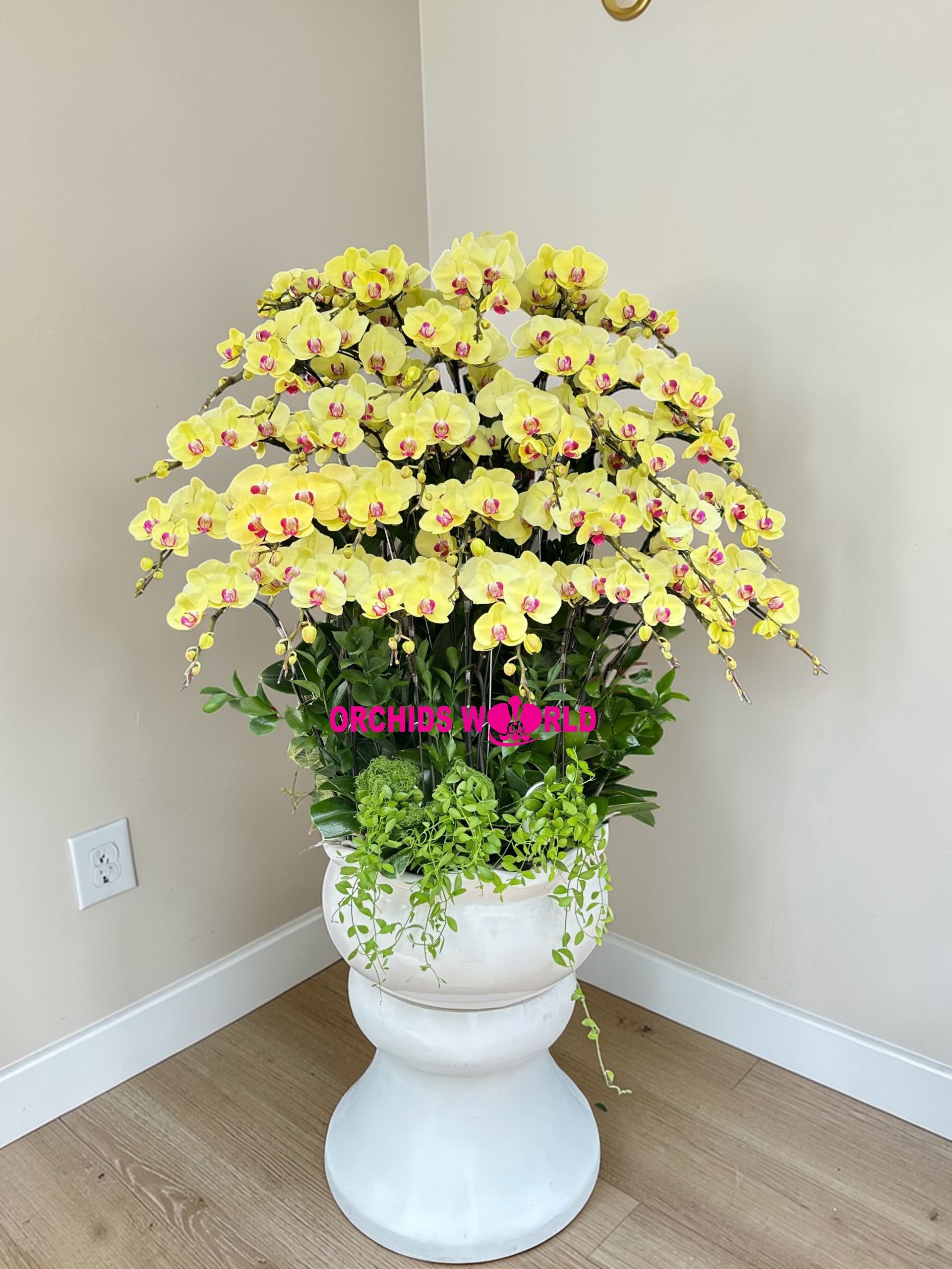 chậu lan vàng là lựa chọn tuyệt vời khi chọn hoa tặng đối tác cao cấp